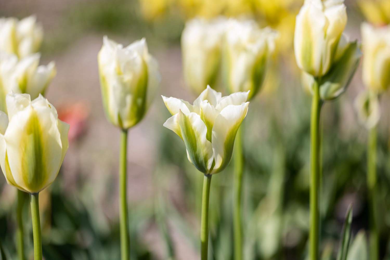 Tulppaani 'Spring Green'